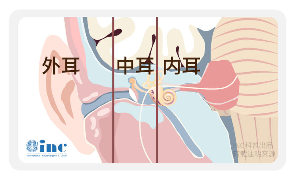 外耳中耳内耳.jpg